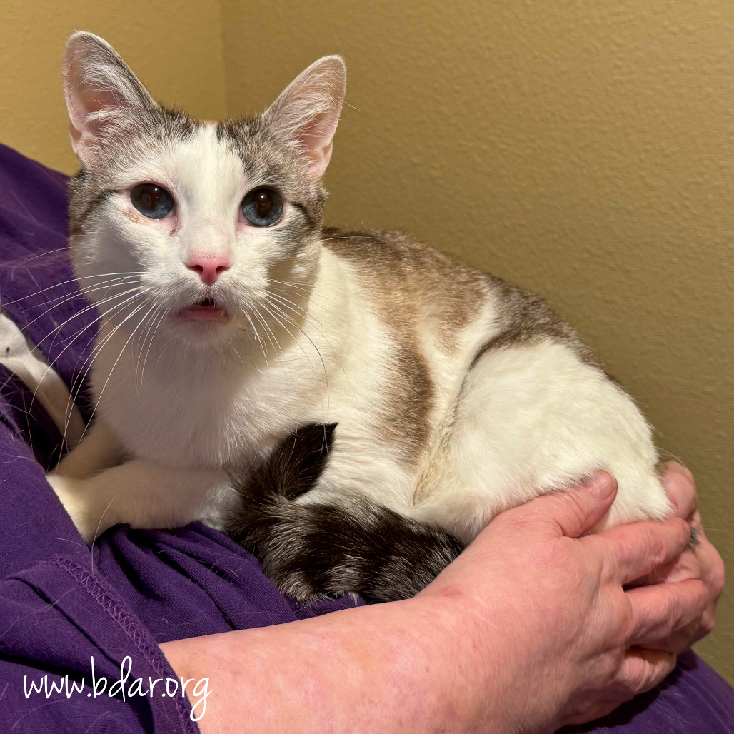 Penny, an adoptable Domestic Short Hair in Cheyenne, WY, 82009 | Photo Image 2