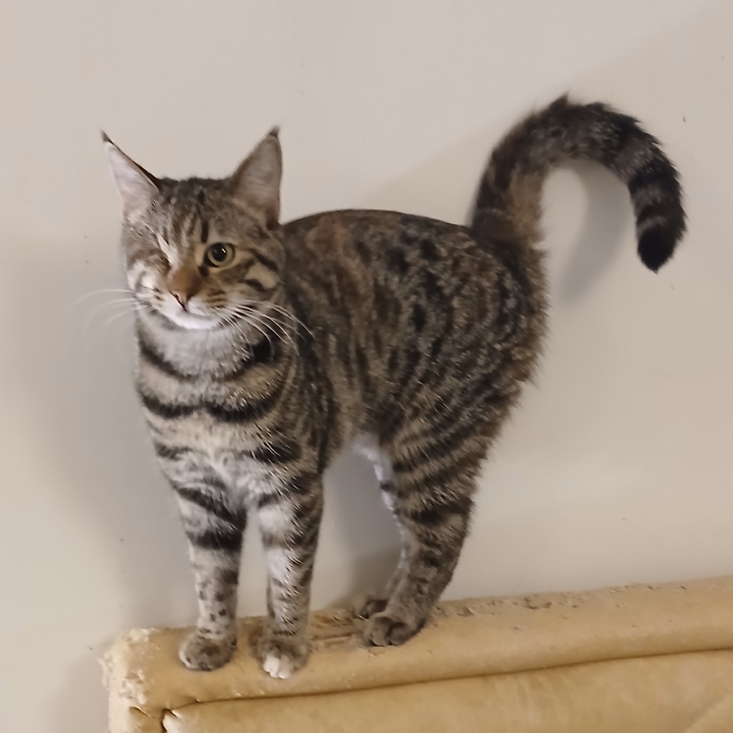 Rosie - Jordan