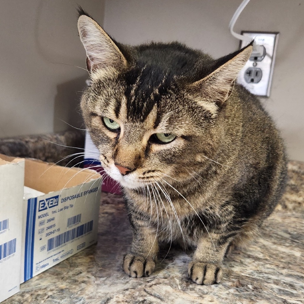 Rosie- 052003T, an adoptable Domestic Short Hair in Tupelo, MS, 38801 | Photo Image 1