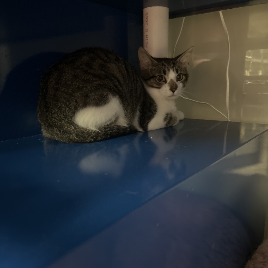 Wave- 050809T, an adoptable Domestic Short Hair in Tupelo, MS, 38801 | Photo Image 1