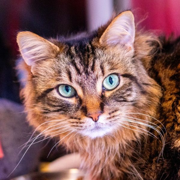 Membrillo (bonded With Manchego) thumbnail 1