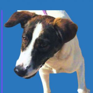 Noemi, Young Female Mixed Breed