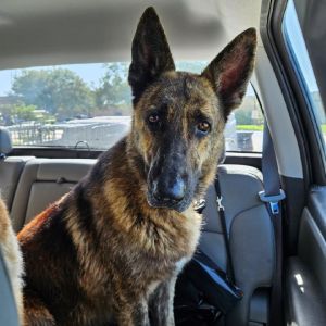 Bonnie, Adult Female Dutch Shepherd