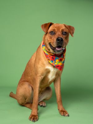 Deerwood Mixed Breed Dog