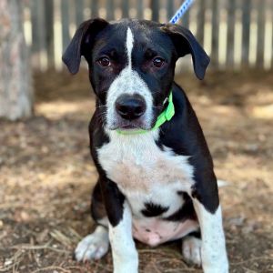 Woody, Young Male Mixed Breed