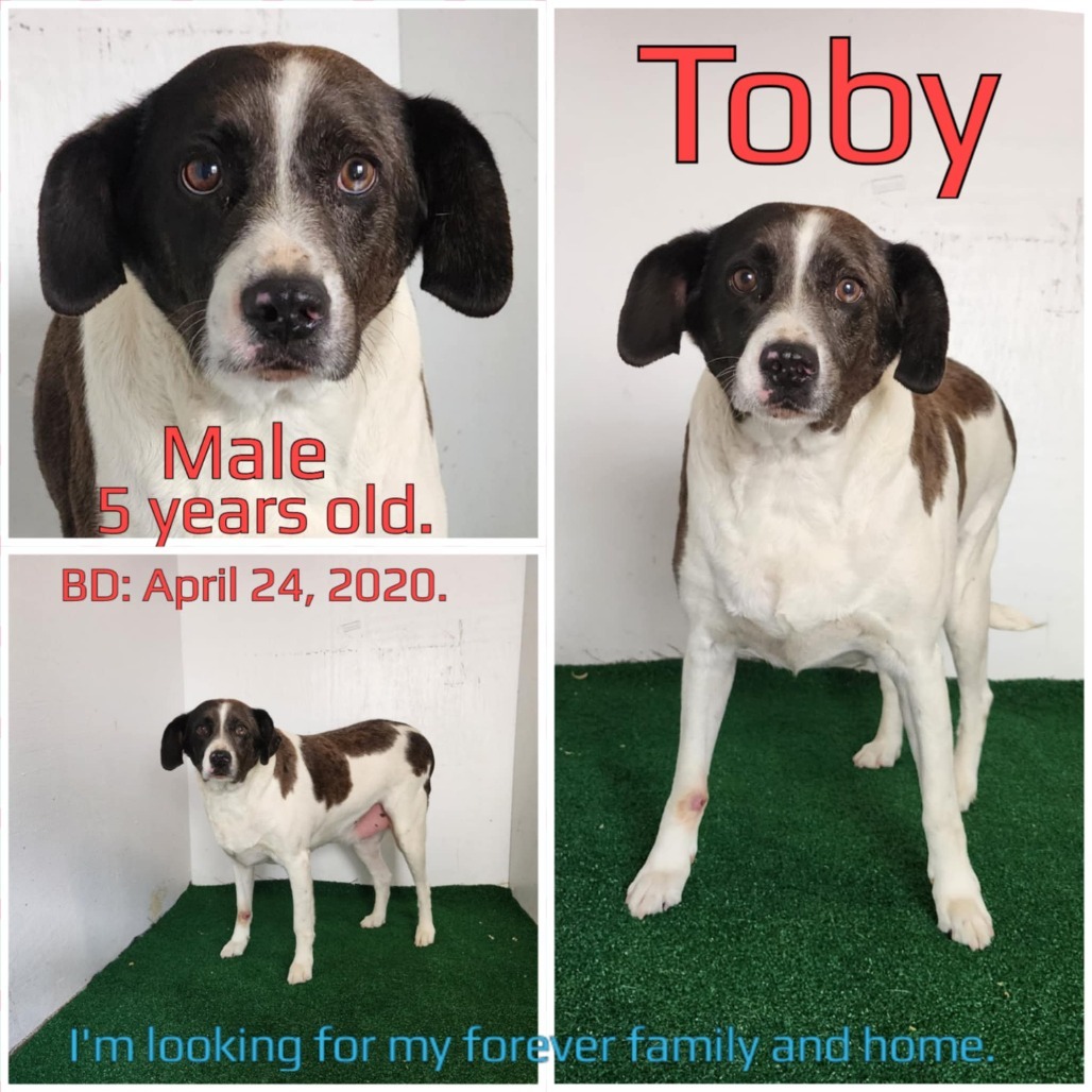 Toby