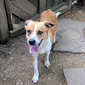 Marigold, Adult Female Mixed Breed
