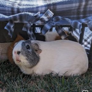 Marshmallow, Adult Female Guinea Pig