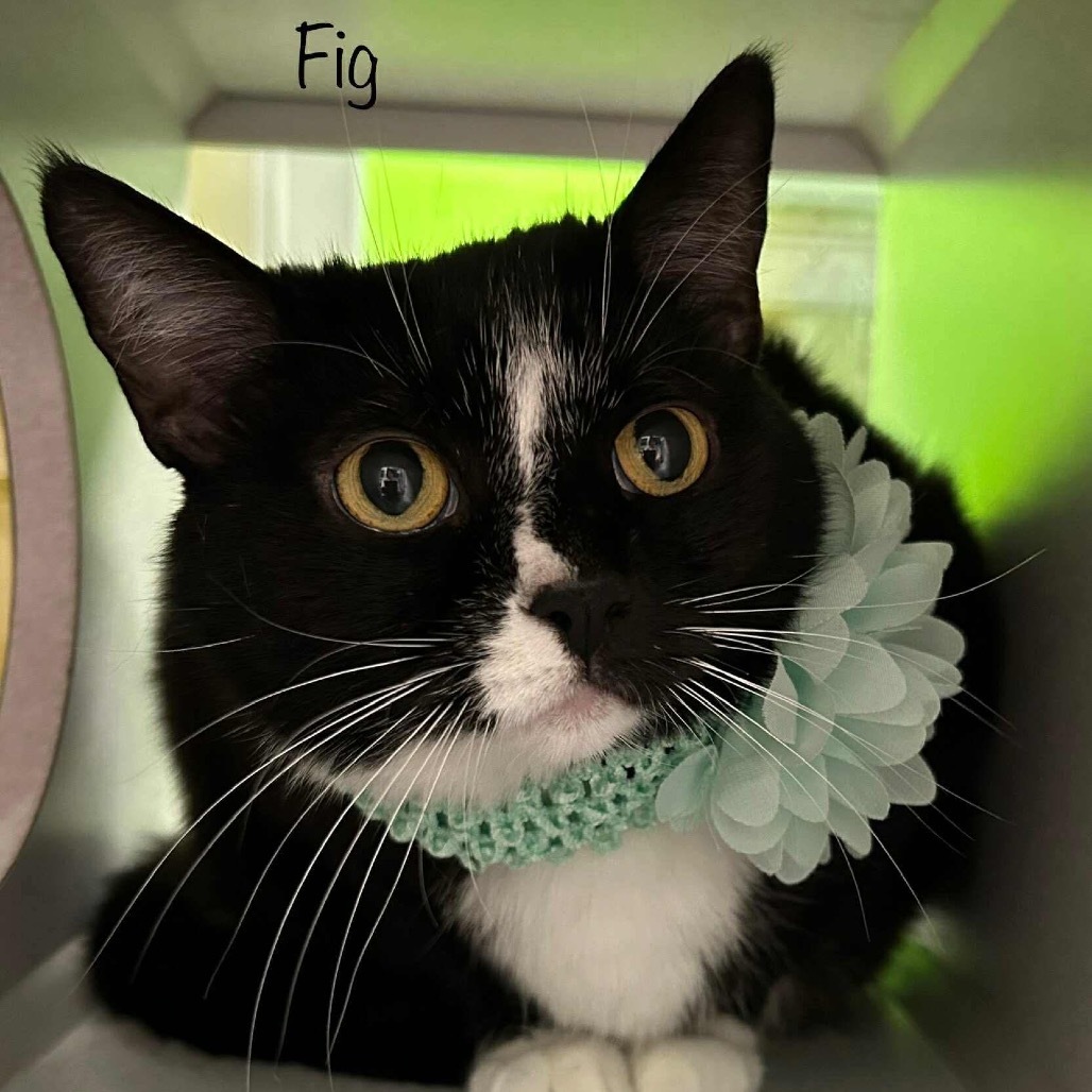 Fig