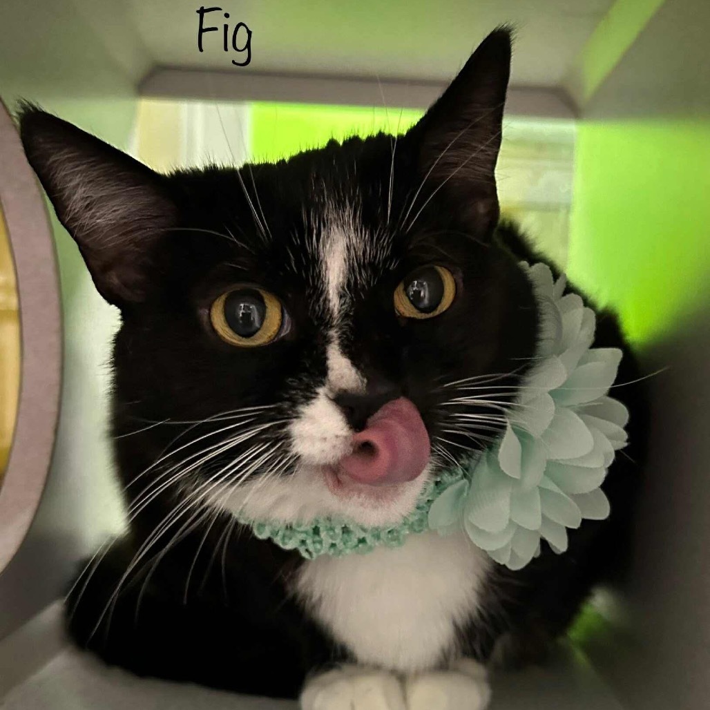Fig
