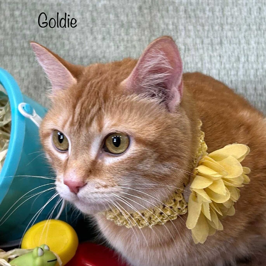 Goldie
