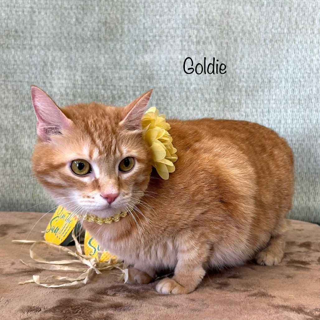 Goldie