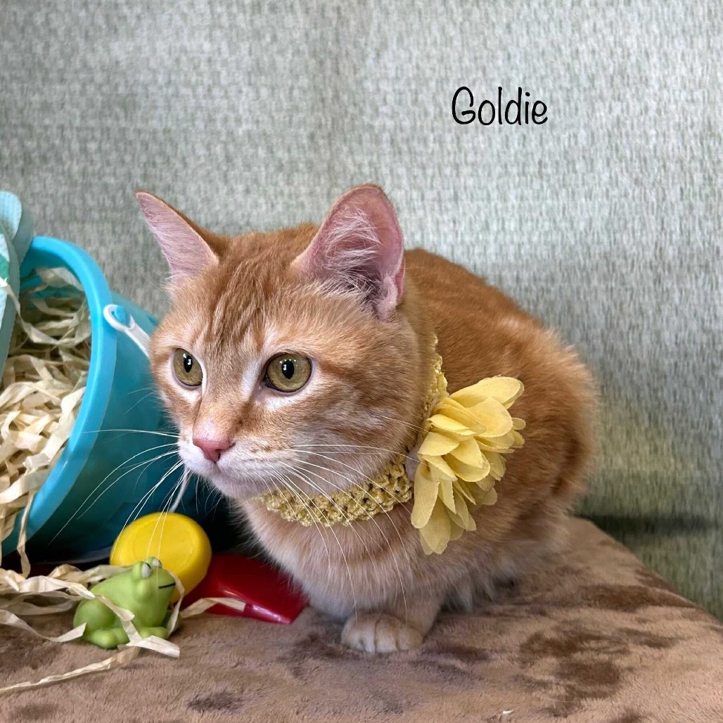 Goldie