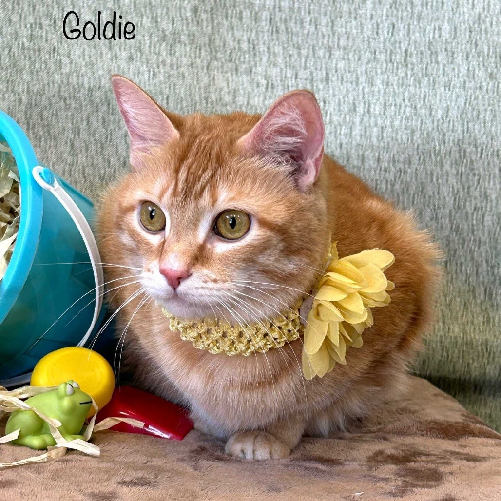 Goldie