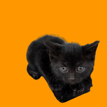 Fez, an adoptable Domestic Short Hair in Tuscaloosa, AL, 35401 | Photo Image 1