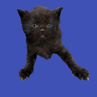 TUSC-Stray-80518_2_3, an adoptable Domestic Short Hair in Tuscaloosa, AL, 35401 | Photo Image 1