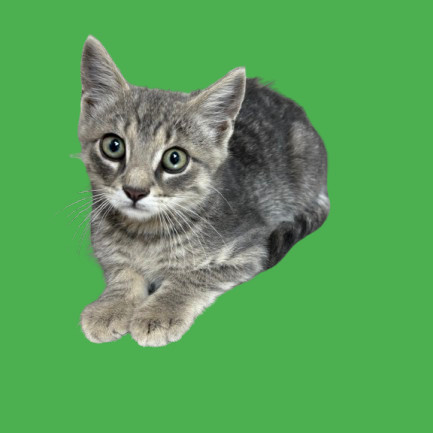 Ash, an adoptable Domestic Short Hair in Tuscaloosa, AL, 35401 | Photo Image 1