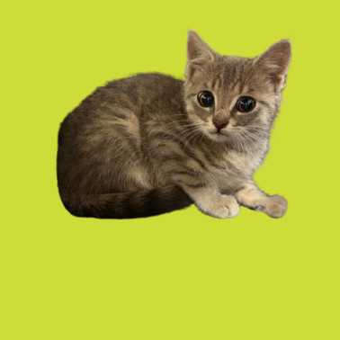 TUSC-Stray-80507_2, an adoptable Domestic Short Hair in Tuscaloosa, AL, 35401 | Photo Image 1