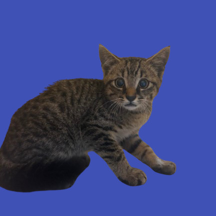 TUSC-stray-80509, an adoptable Domestic Short Hair in Tuscaloosa, AL, 35401 | Photo Image 1