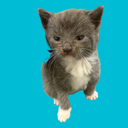 TUSC-Stray-80518_2, an adoptable Domestic Medium Hair in Tuscaloosa, AL, 35401 | Photo Image 1