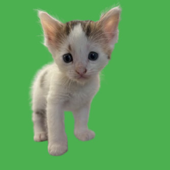 Oliver, an adoptable Domestic Short Hair in Tuscaloosa, AL, 35401 | Photo Image 1
