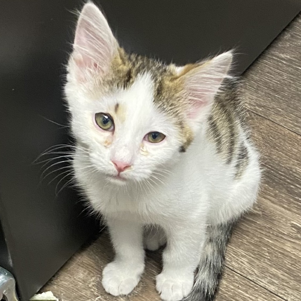 Oliver, an adoptable Domestic Short Hair in Tuscaloosa, AL, 35401 | Photo Image 2