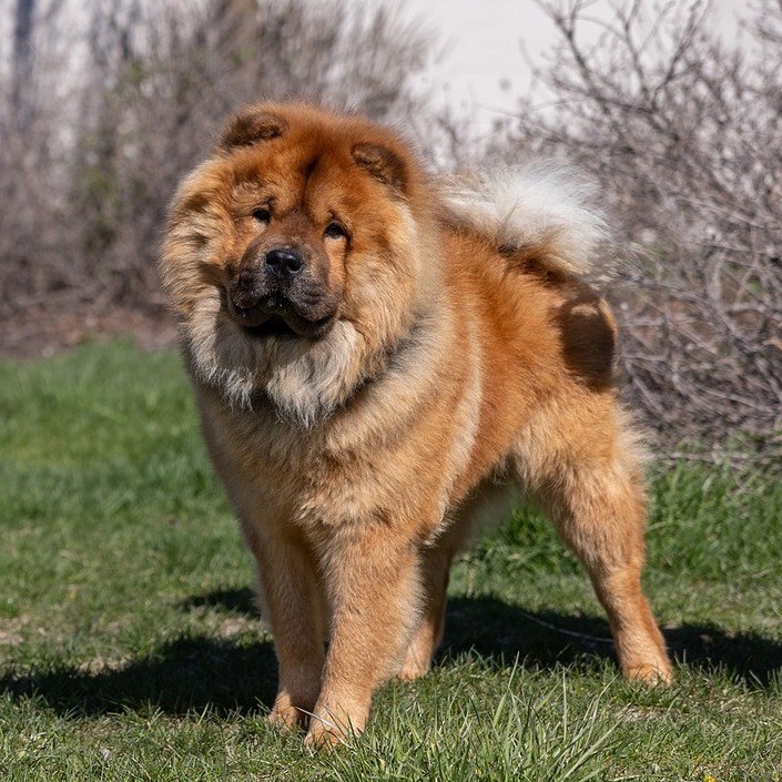 Beau