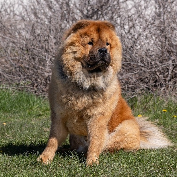 Beau
