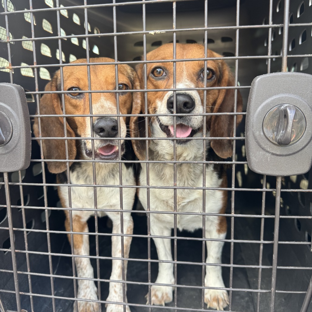 Barkbecue