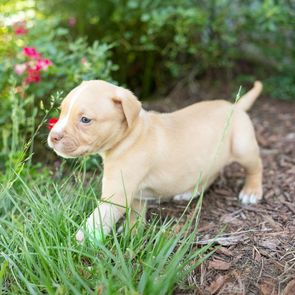 Roux