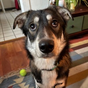 Douglas can best be described as a dog with a heart full of love and a nose for adventure This