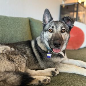 Meet Adolfus a 40-pound German Shepherd mix full of both energy and love A huge fan of belly rubs