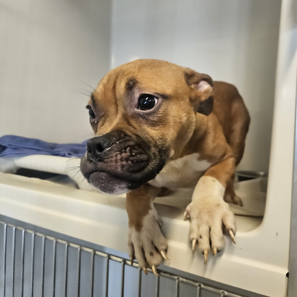 5/19/20 Walker Ave Stray