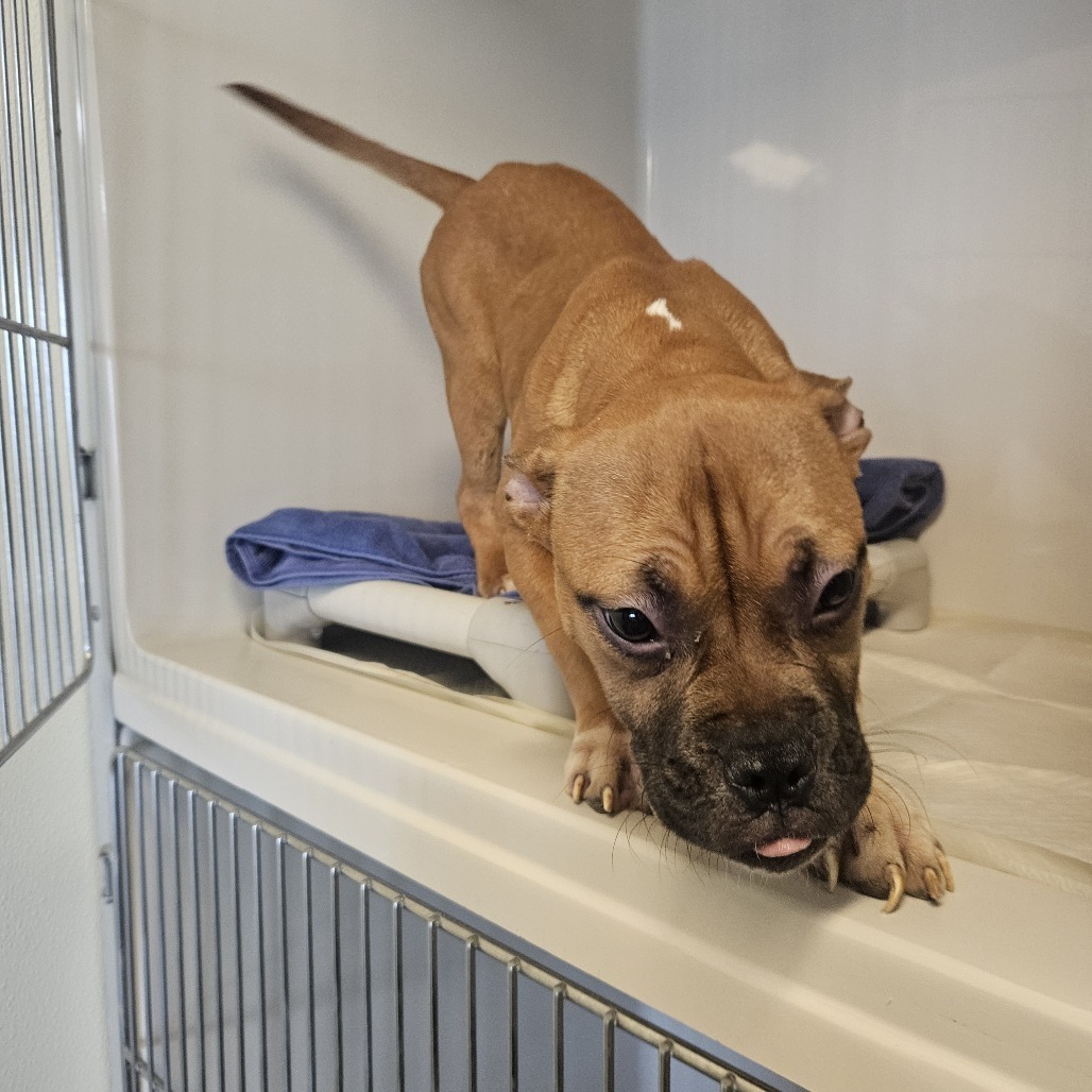 5/19/20 Walker Ave Stray