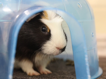Cadbury