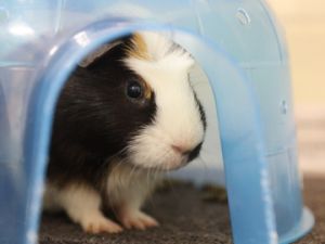 Cadbury, Adult Male Guinea Pig