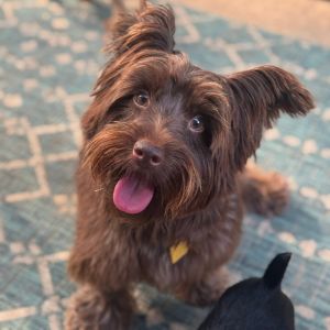 Charlie is a 1 year old 20 pound CUTE dog He is the most photogenic dog Ive had in a