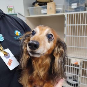 Buddy is an approximately 9-10 year old healthy male long hair Doxie He has been fully vetted and w
