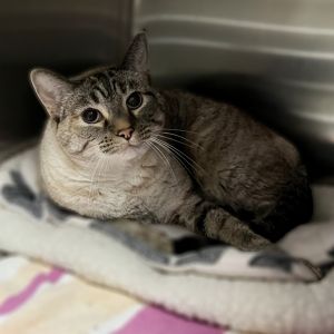 Penny, Senior Female unknown