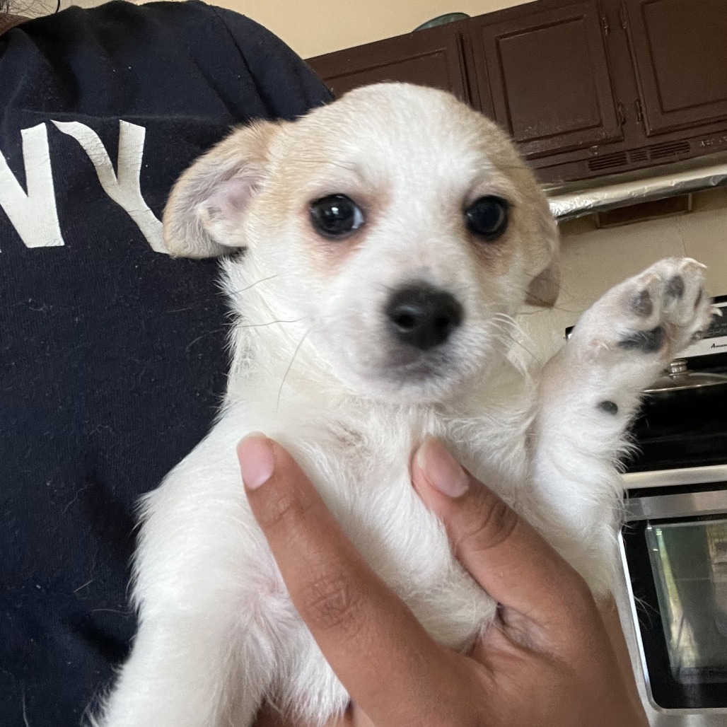 Chunky (In Foster)