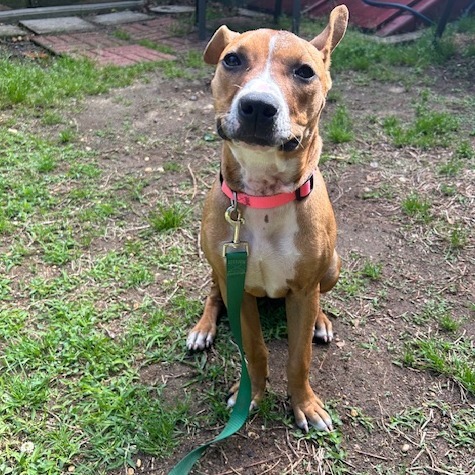 Fawn (In Foster)