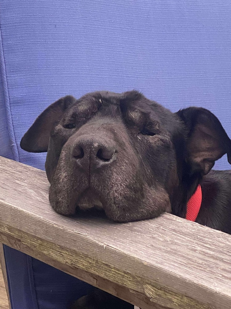 Alvord #45435, an adoptable Shar-Pei in Dartmouth, NS, B3A 3L4 | Photo Image 1