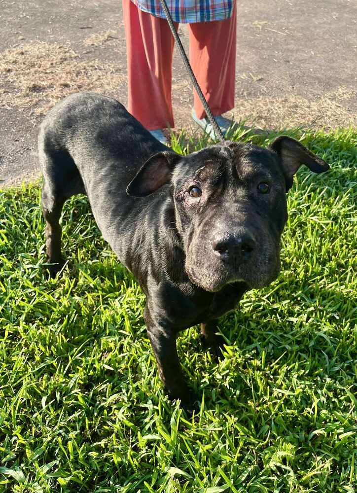 Alvord #45435, an adoptable Shar-Pei in Dartmouth, NS, B3A 3L4 | Photo Image 2