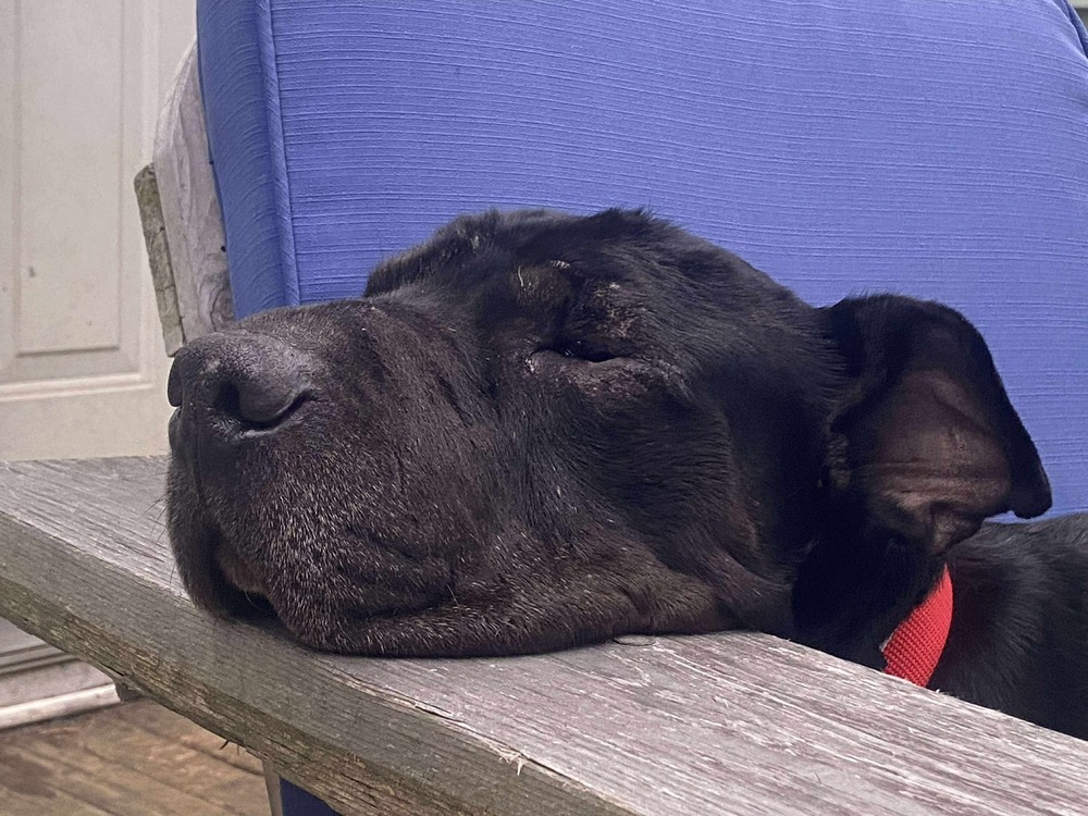 Alvord #45435, an adoptable Shar-Pei in Dartmouth, NS, B3A 3L4 | Photo Image 3