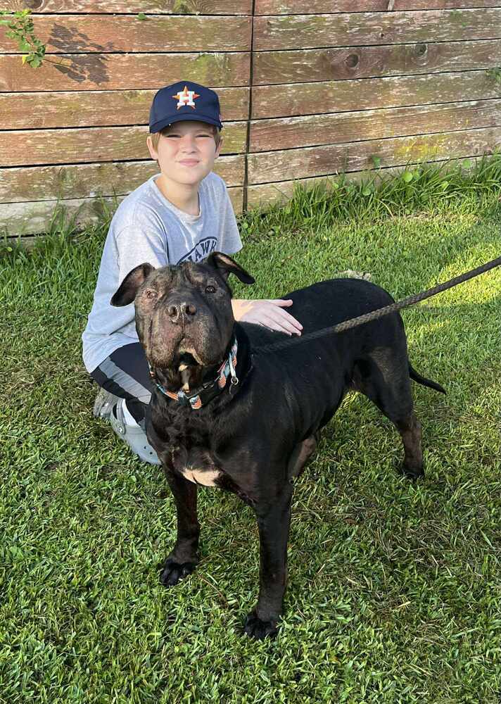 Alvord #45435, an adoptable Shar-Pei in Dartmouth, NS, B3A 3L4 | Photo Image 4