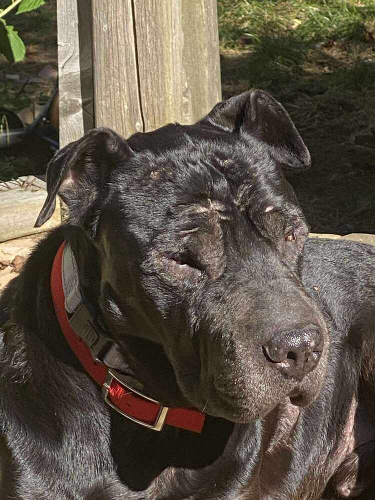 Alvord #45435, an adoptable Shar-Pei in Dartmouth, NS, B3A 3L4 | Photo Image 5