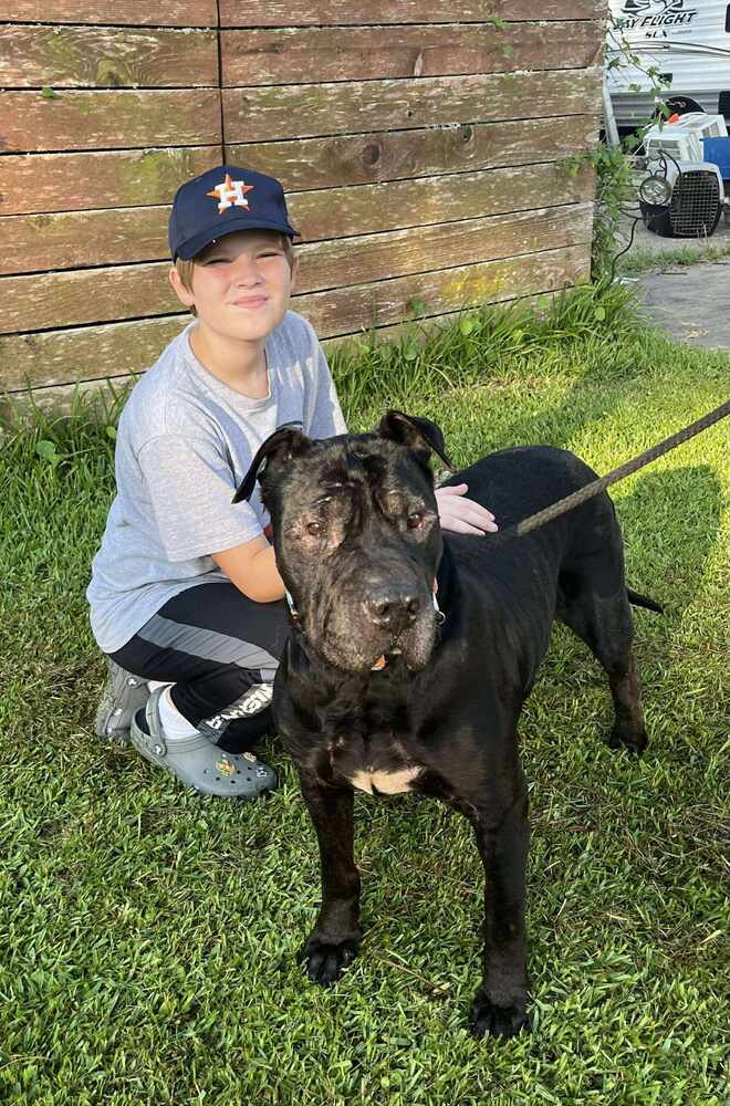 Alvord #45435, an adoptable Shar-Pei in Dartmouth, NS, B3A 3L4 | Photo Image 6