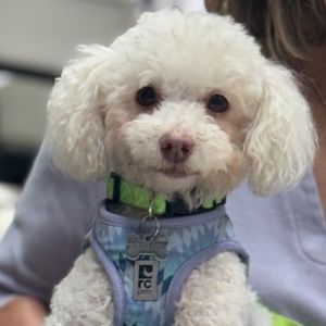 Good morning here is Lilys bio Hi my name is Lily I was rescued from a very bad situation on