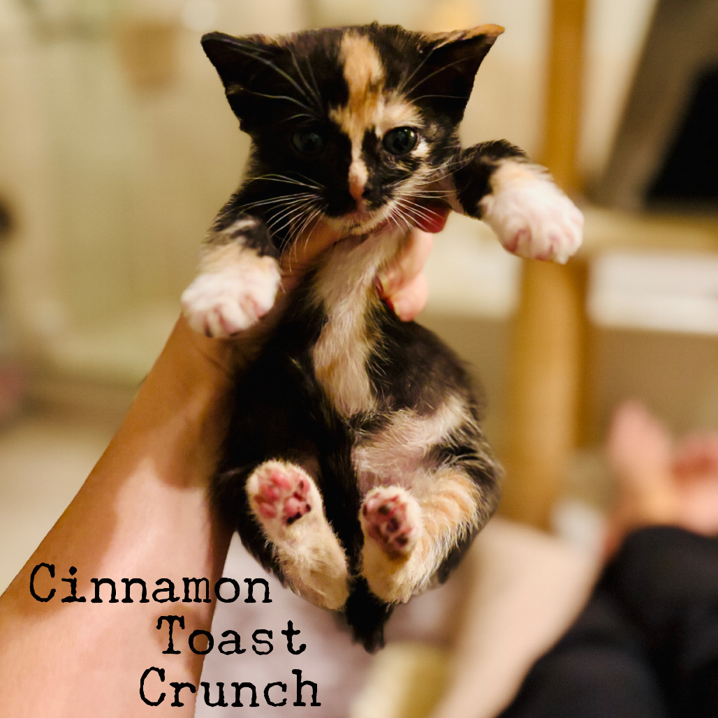 Cinnamon Toast Crunch