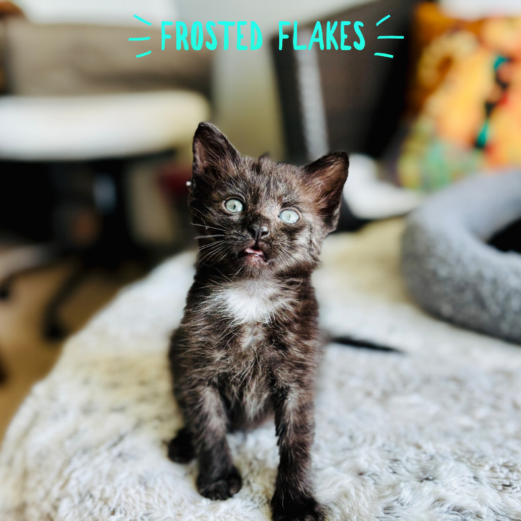 Frosted Flakes